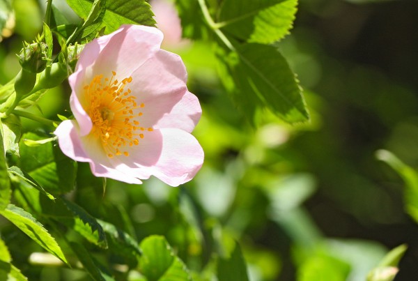 Bistum Hildesheim Blüte