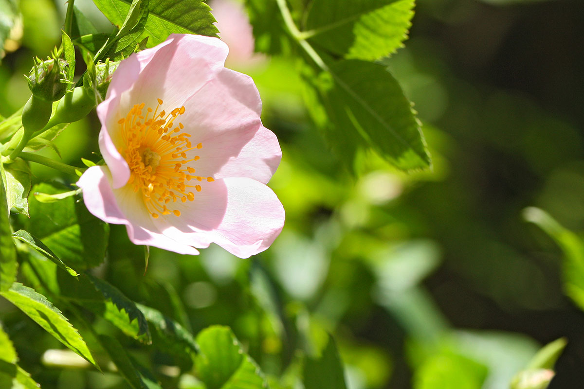 Bistum Hildesheim Blüte